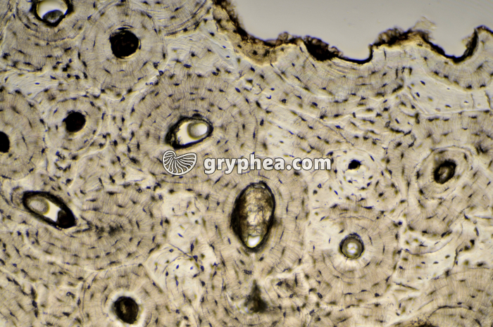 Os compact x40 - gryphea.org